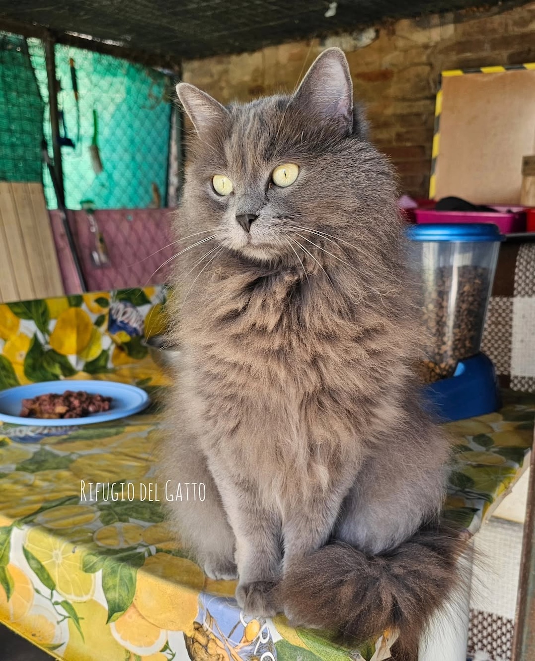 Gattile Rifugio del gatto, gattile ENPA, gatto